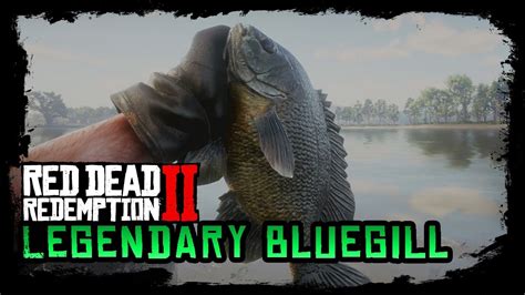 In fact, if you equip the special lure,. . Legendary bluegill rdr2